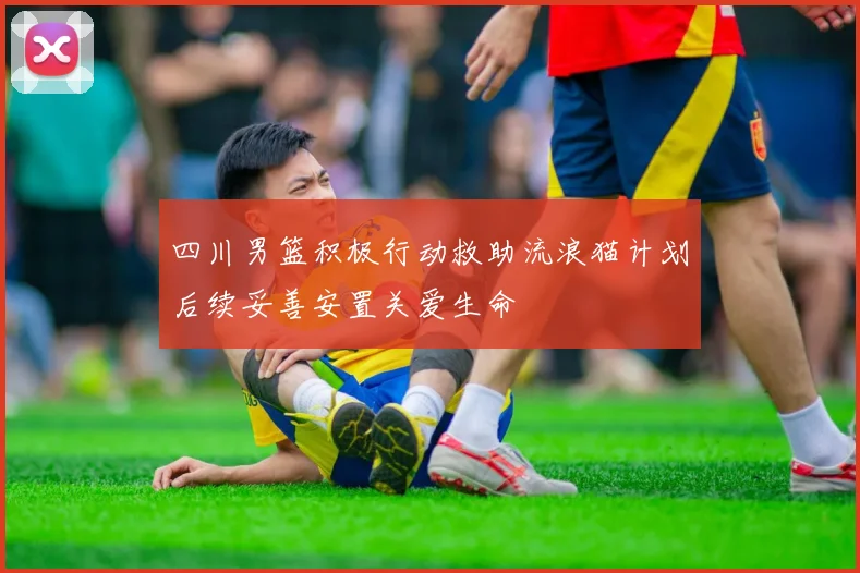 四川男篮积极行动救助流浪猫计划后续妥善安置关爱生命